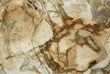 Polished Petrified Wood (Araucaria) Round - Madagascar #376828-1